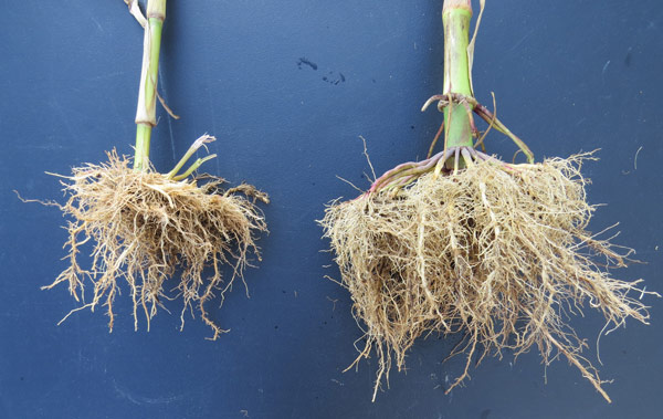 与玉米根相比，右侧处理过的根系更大