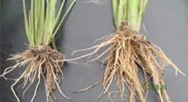 与水稻根系比较，右侧处理过的根系较大