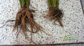 与水稻根系比较，右侧处理过的根系较大