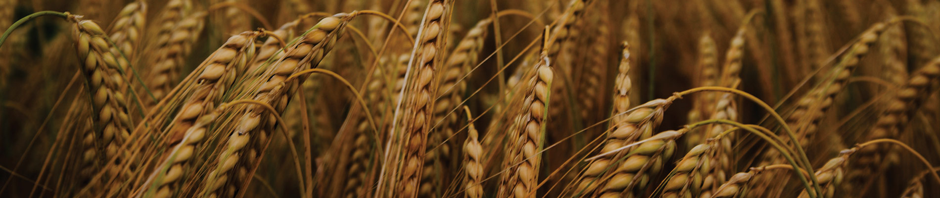 使用SabrEx®种植冬小麦-(更新)