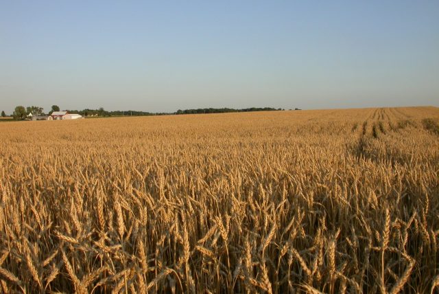 ABM小麦及谷物注意到客户的收益率页首